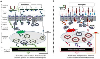 Intestinal Microbiota as a Host Defense Mechanism to Infectious Threats